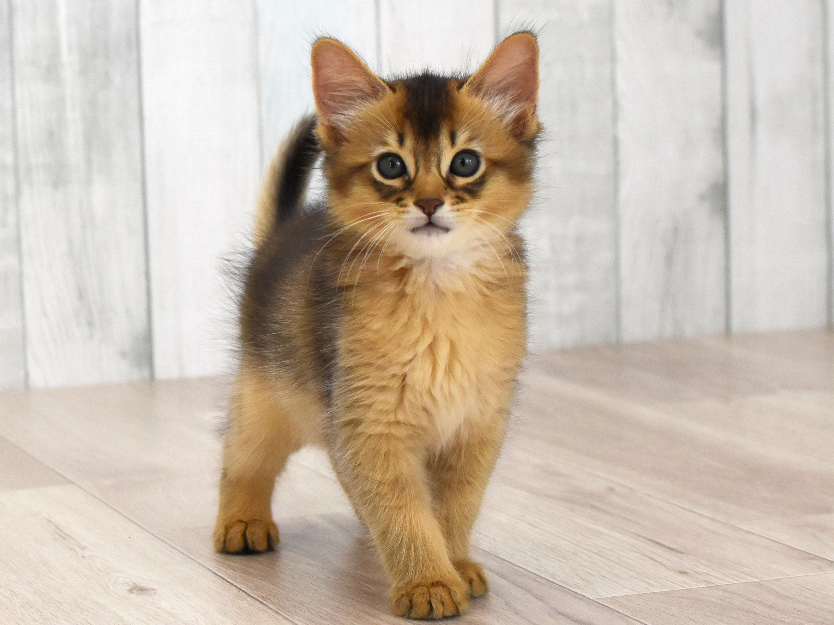 ソマリ　ルディ　おす　（２４年７月４日生れ）