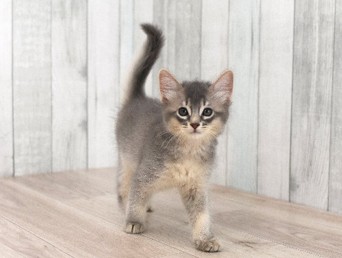 ソマリ　ブルー　おす　（２４年７月４日生れ）