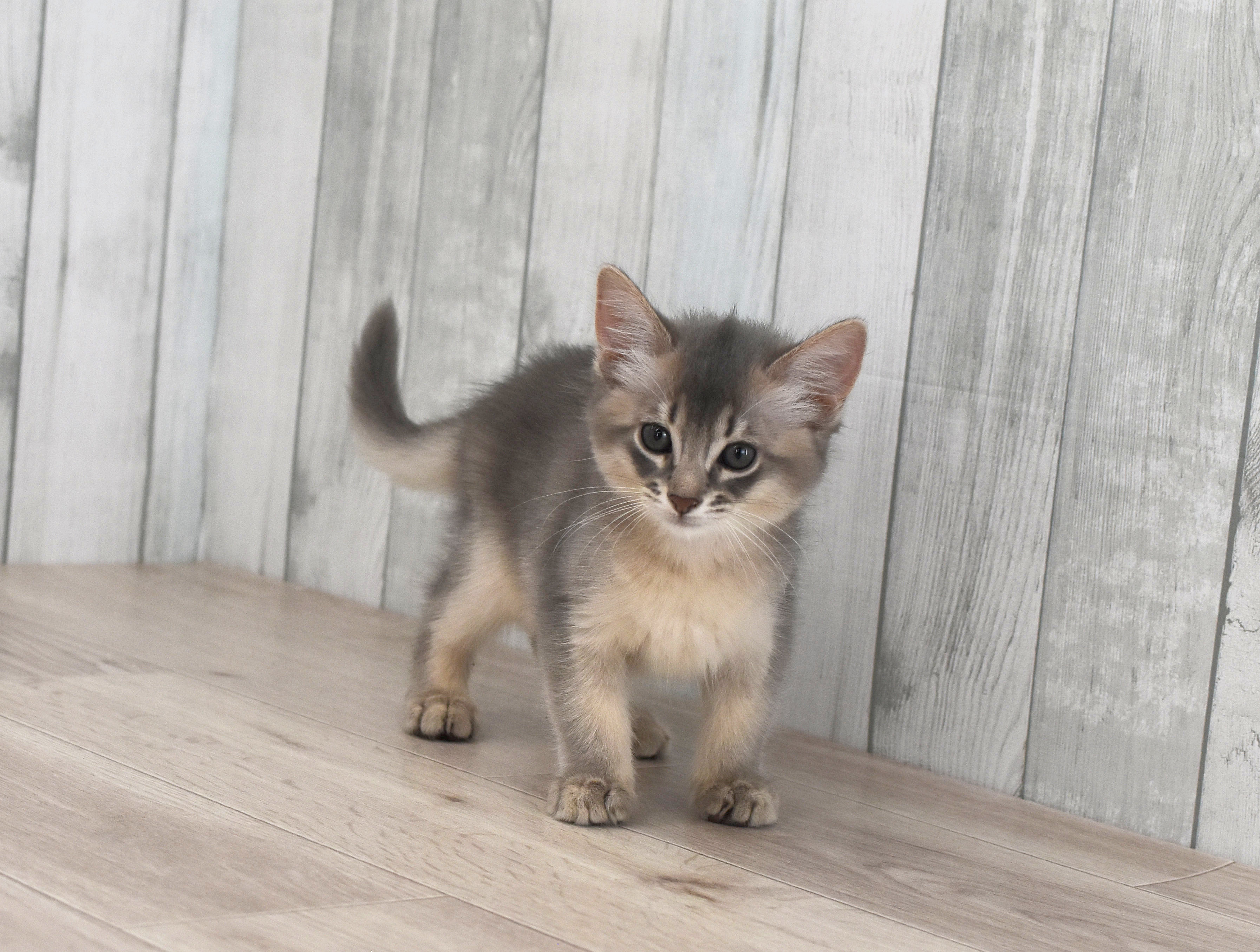 ソマリ　ブルー　おす　（２４年７月４日生れ）