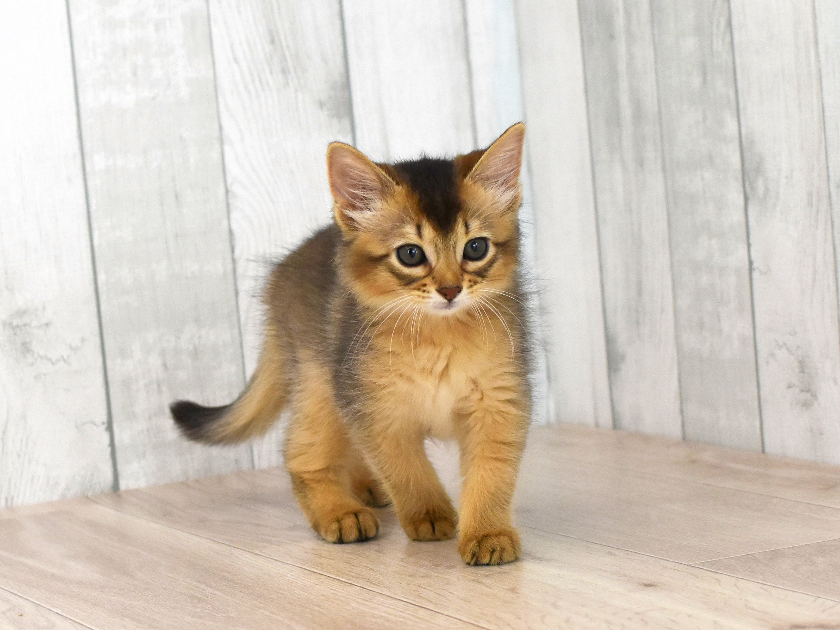 ソマリ　ルディ　めす　（２４年７月４日生れ）